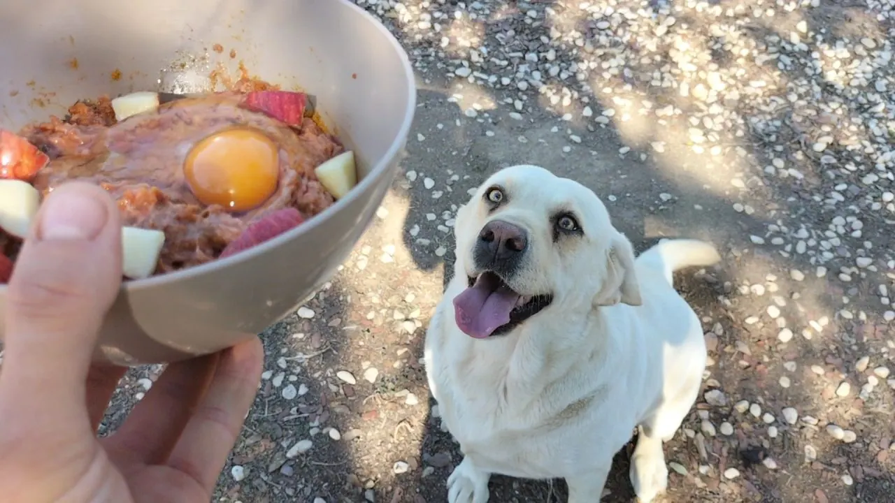 Uno de nuestros perros junto a una preparación casera del recetario