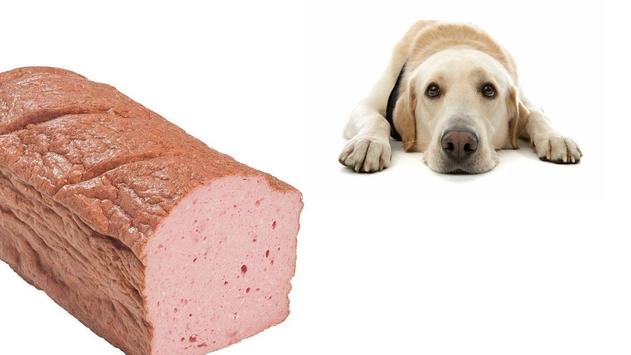 Paté de pollo e hígado para perros