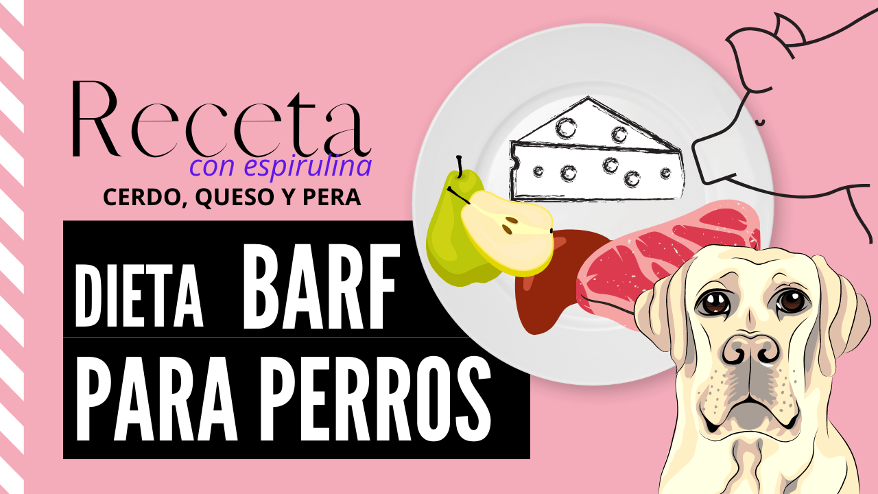 BARF de cerdo, pera y queso fresco