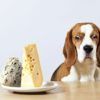 cantidad queso en perros