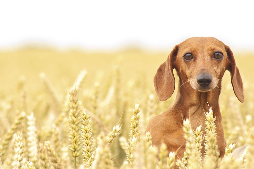 Cereales y semillas para perros