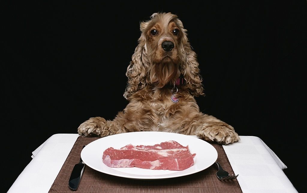 los perros comen carne cruda