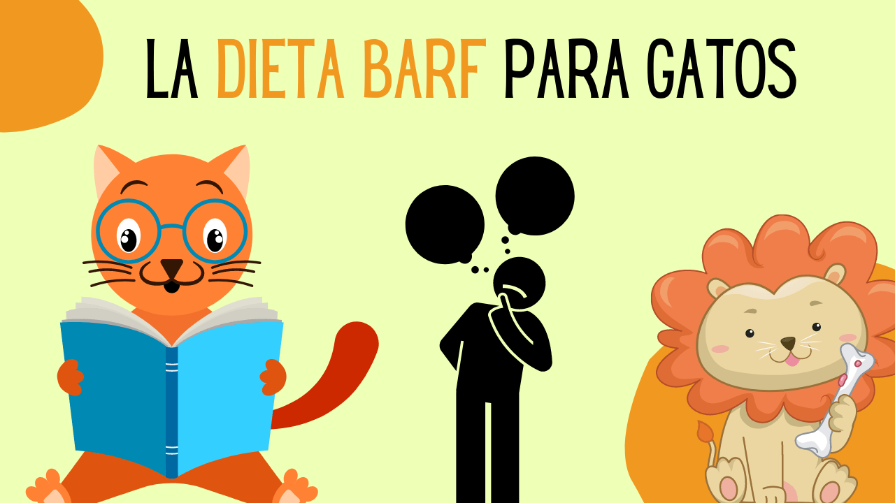 dieta barf gatos es buena