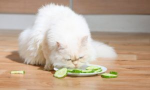 verdura dieta barf gato