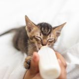 Receta Leche casera para gatitos bebes