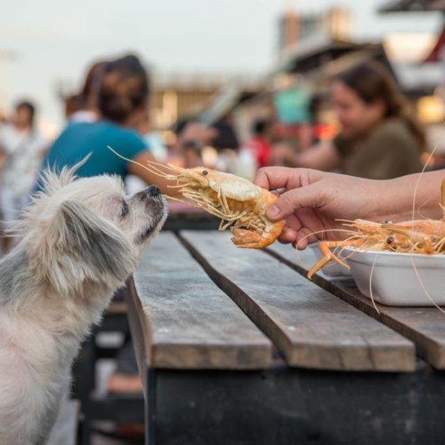 Los Perros Pueden Comer Gambas Peladas