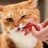 gatos carne cruda