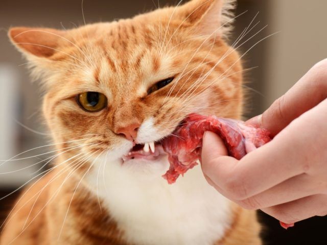 https://recetasbarf.com/wp-content/uploads/2021/08/gatos-comen-carne-cruda-640x480.jpg