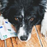 cuanto cuesta la dieta barf