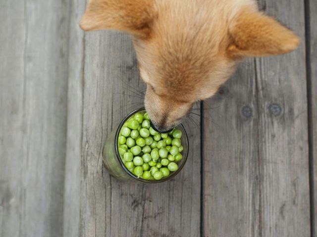 https://recetasbarf.com/wp-content/uploads/2021/11/los-perros-pueden-comer-guisantes-640x480.jpg