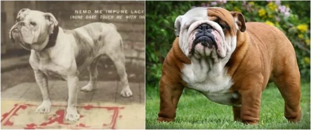 bulldog ingles evolucion