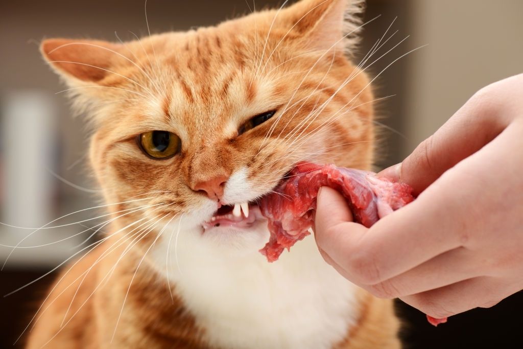 gatos carne cocinada