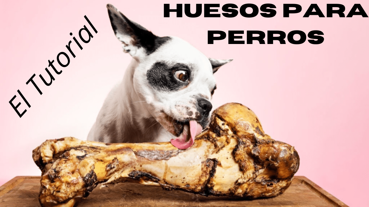 https://recetasbarf.com/wp-content/uploads/2022/01/Huesos-para-perros.png