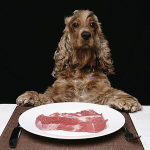 carne para perros
