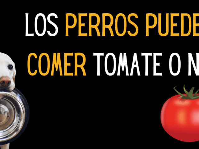 https://recetasbarf.com/wp-content/uploads/2022/01/perros-comer-tomate-640x480.png