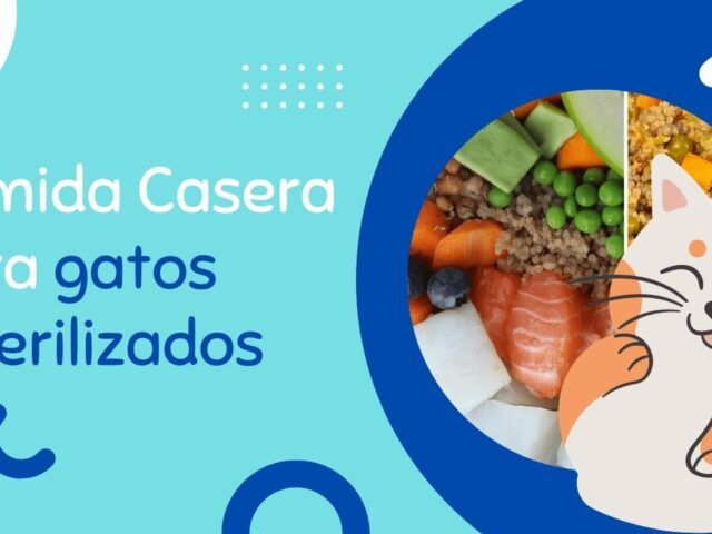 https://recetasbarf.com/wp-content/uploads/2022/03/Comida-Casera-gatos-esterilizados-640x480.jpg