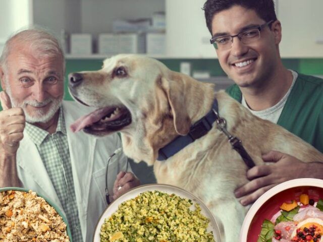 https://recetasbarf.com/wp-content/uploads/2022/03/alimentos-para-perros-recomendados-por-veterinarios-640x480.jpg