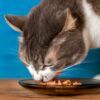 comida para gatos