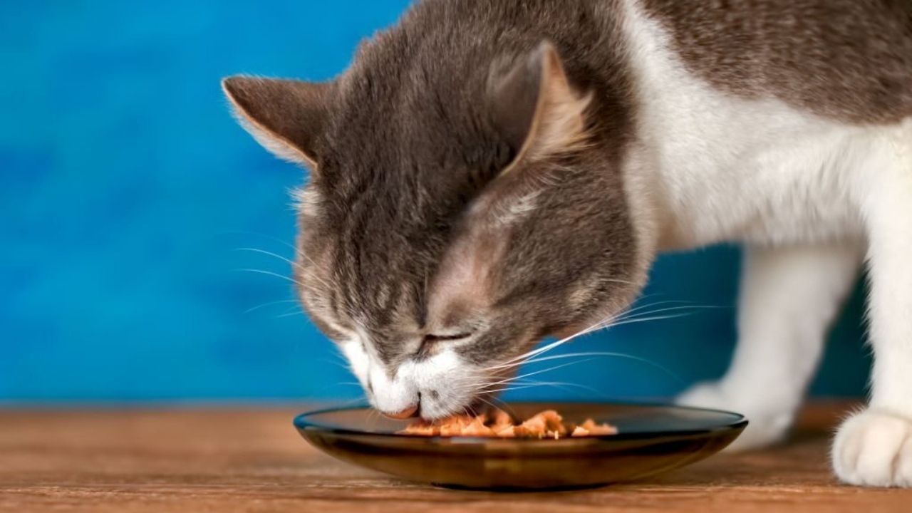 https://recetasbarf.com/wp-content/uploads/2022/03/comida-casera-para-gatos.jpg