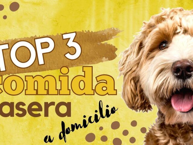 https://recetasbarf.com/wp-content/uploads/2022/03/comida-casera-perros-a-domicilio-640x480.jpg