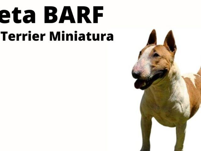 https://recetasbarf.com/wp-content/uploads/2022/03/dieta-natural-bull-terrier-miniatura-640x480.jpg