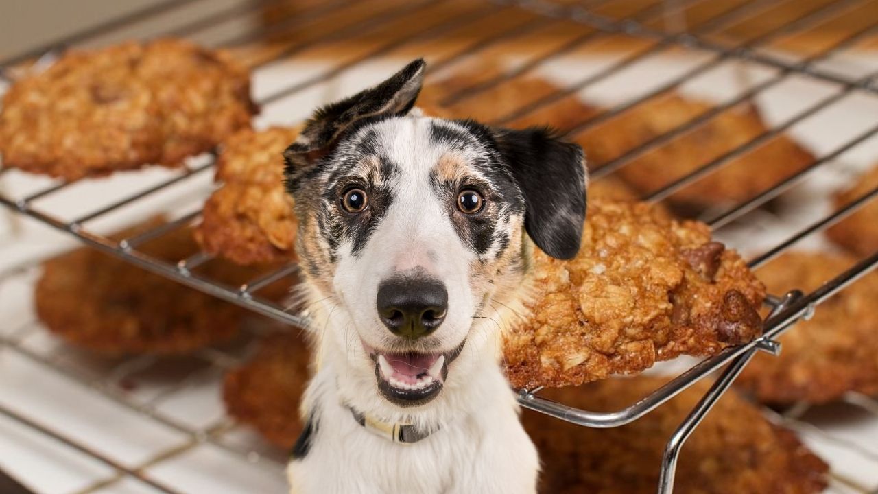 galletas de pollo para perros