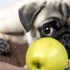 los perros pueden comer manzana