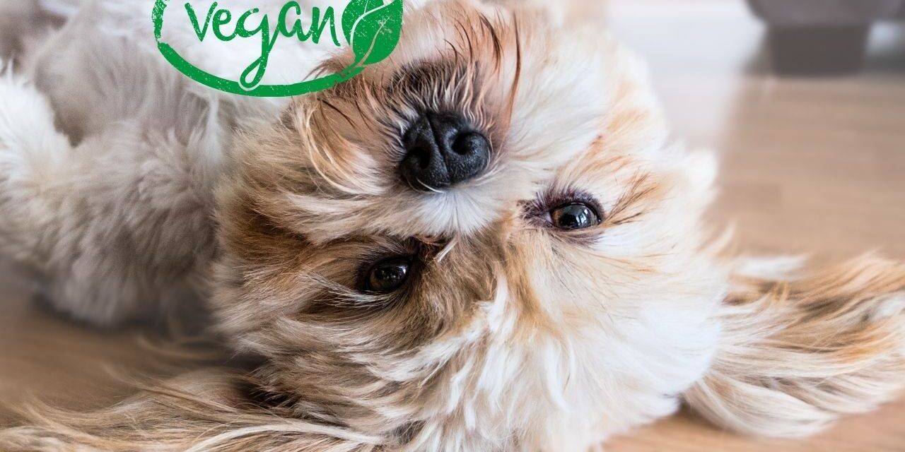 https://recetasbarf.com/wp-content/uploads/2022/04/comida-vegana-para-perros-1280x640.jpg
