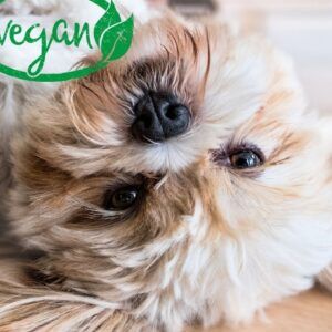 dieta vegana para perros