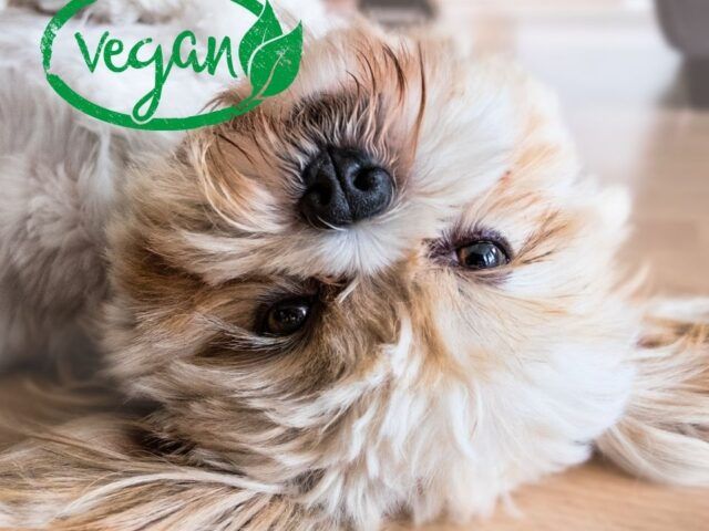 https://recetasbarf.com/wp-content/uploads/2022/04/comida-vegana-para-perros-640x480.jpg