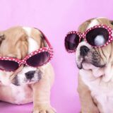 galletas de higado para perros