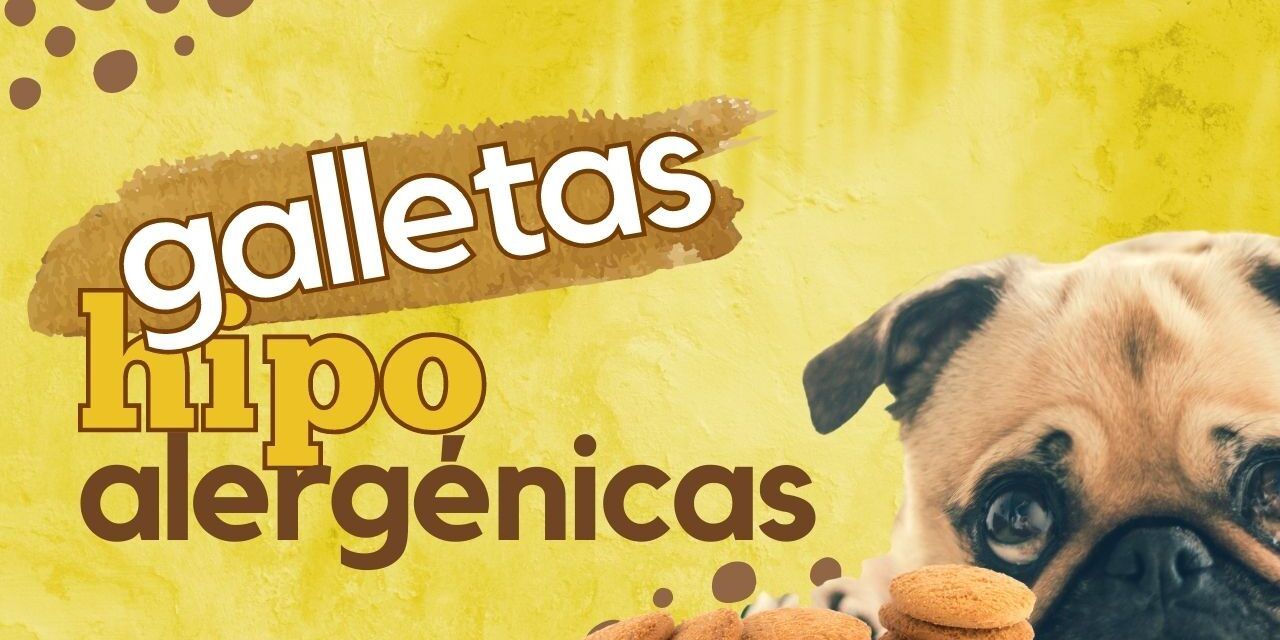 https://recetasbarf.com/wp-content/uploads/2022/04/galletas-hipoalergenicas-para-perros-1280x640.jpg