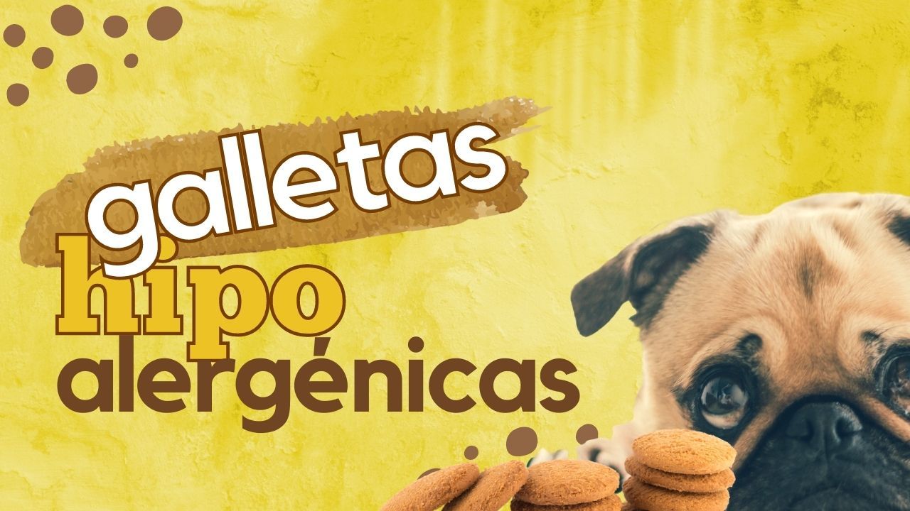 https://recetasbarf.com/wp-content/uploads/2022/04/galletas-hipoalergenicas-para-perros.jpg