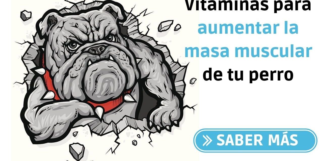 https://recetasbarf.com/wp-content/uploads/2022/05/Vitaminas-para-aumentar-la-masa-muscular-de-tu-perro-1280x640.jpg