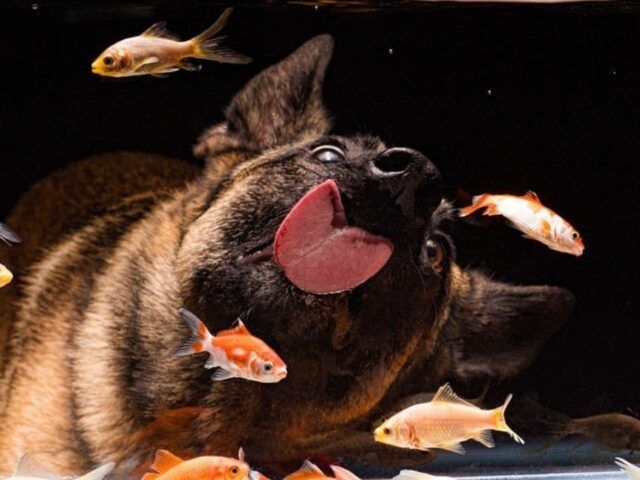 https://recetasbarf.com/wp-content/uploads/2022/05/los-perros-pueden-comer-pescado-640x480.jpg