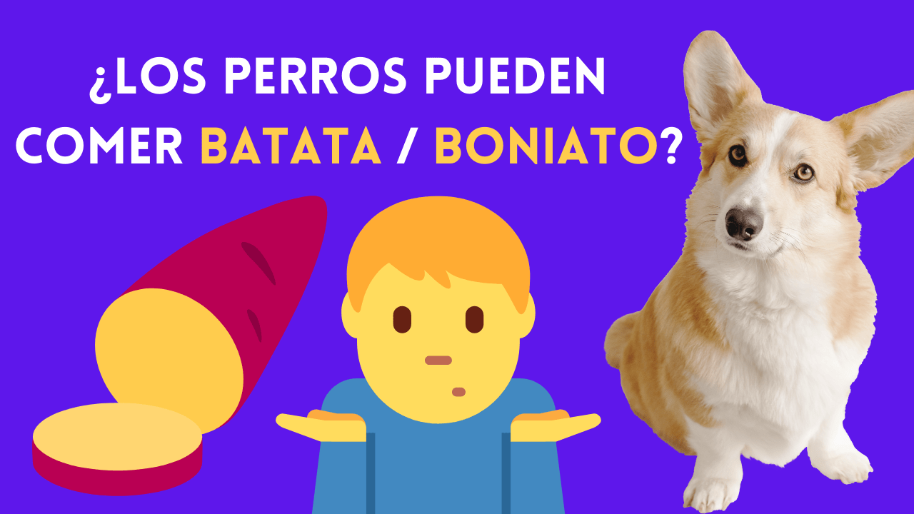 https://recetasbarf.com/wp-content/uploads/2022/05/¿Los-perros-pueden-comer-BATATA-o-BONIATO.png
