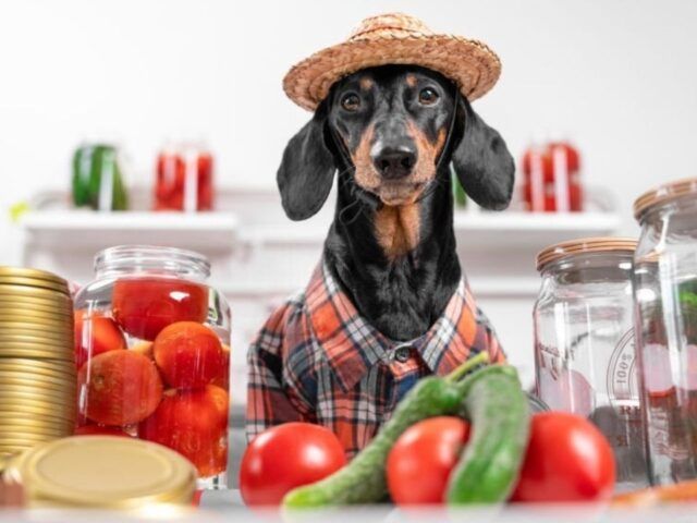 https://recetasbarf.com/wp-content/uploads/2022/06/alimentos-humanos-aptos-para-perros-640x480.jpg