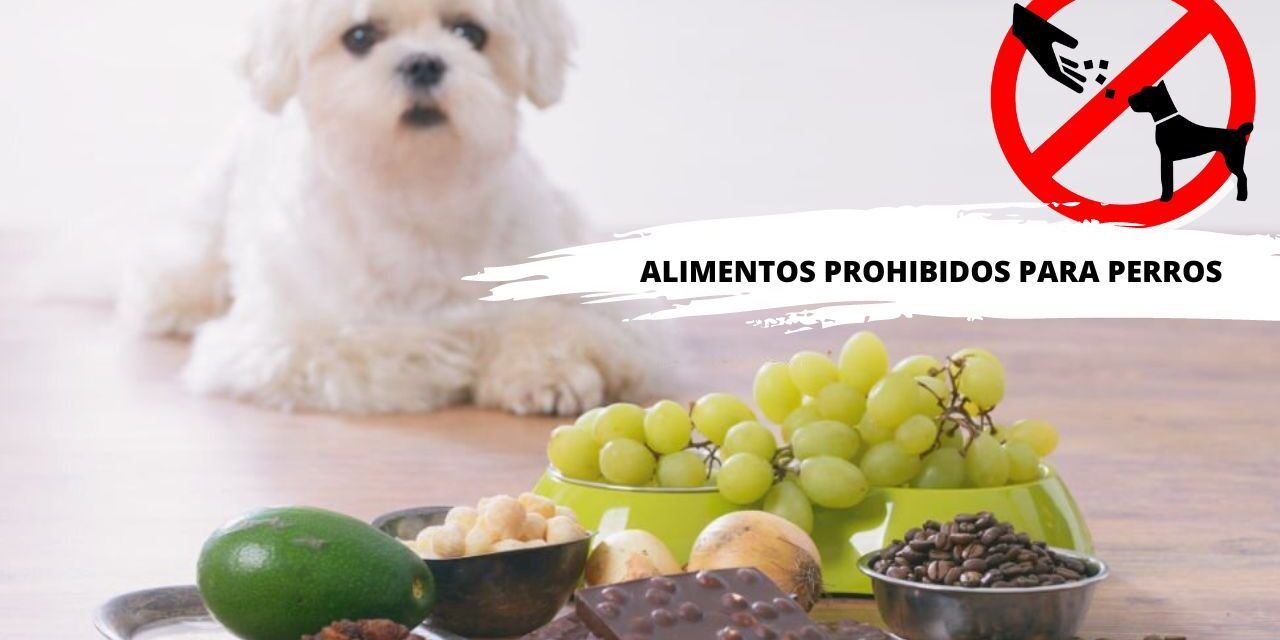https://recetasbarf.com/wp-content/uploads/2022/06/alimentos-prohibidos-para-perros-1280x640.jpg