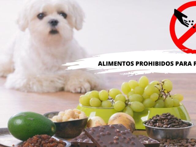 https://recetasbarf.com/wp-content/uploads/2022/06/alimentos-prohibidos-para-perros-640x480.jpg