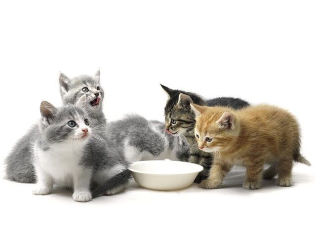 https://recetasbarf.com/wp-content/uploads/2022/06/comida-casera-para-gatos-bebe-640x480.jpg