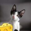gato queso
