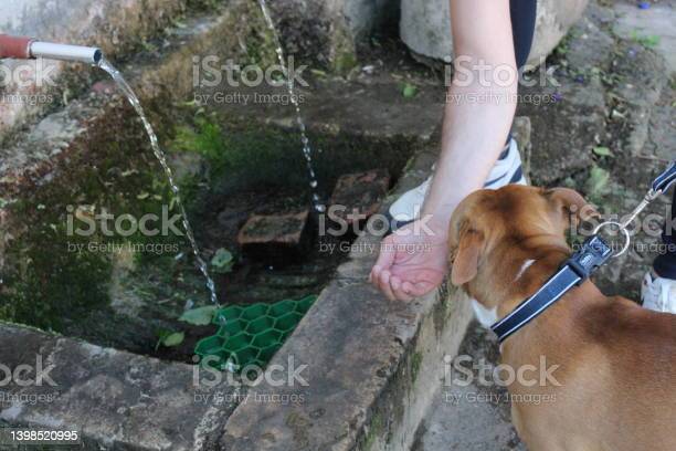 ofrecer agua durante el paseo
