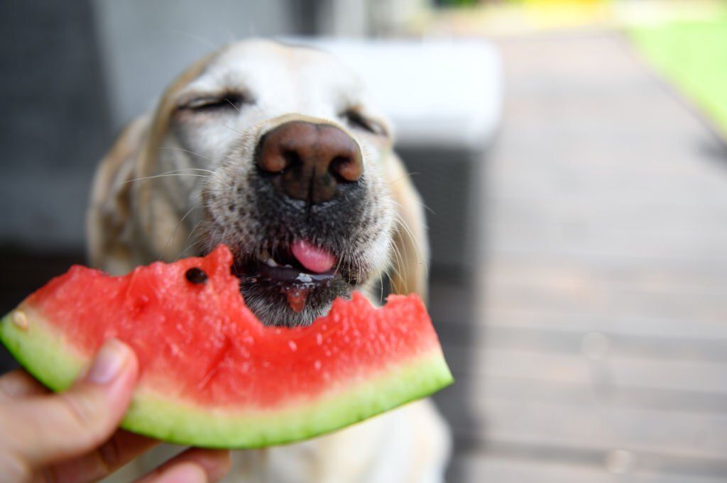 comida humeda fresca para perros