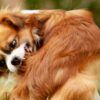perro se rasca mucho remedios caseros