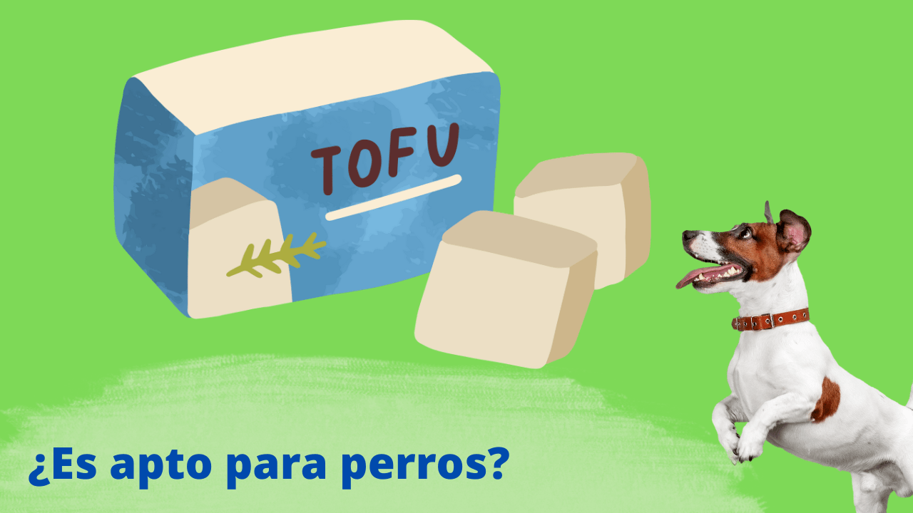 tofu perros