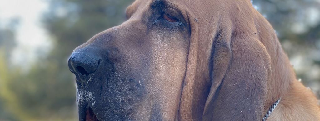Juegos de olfato para perros 6 perro con buen olfato