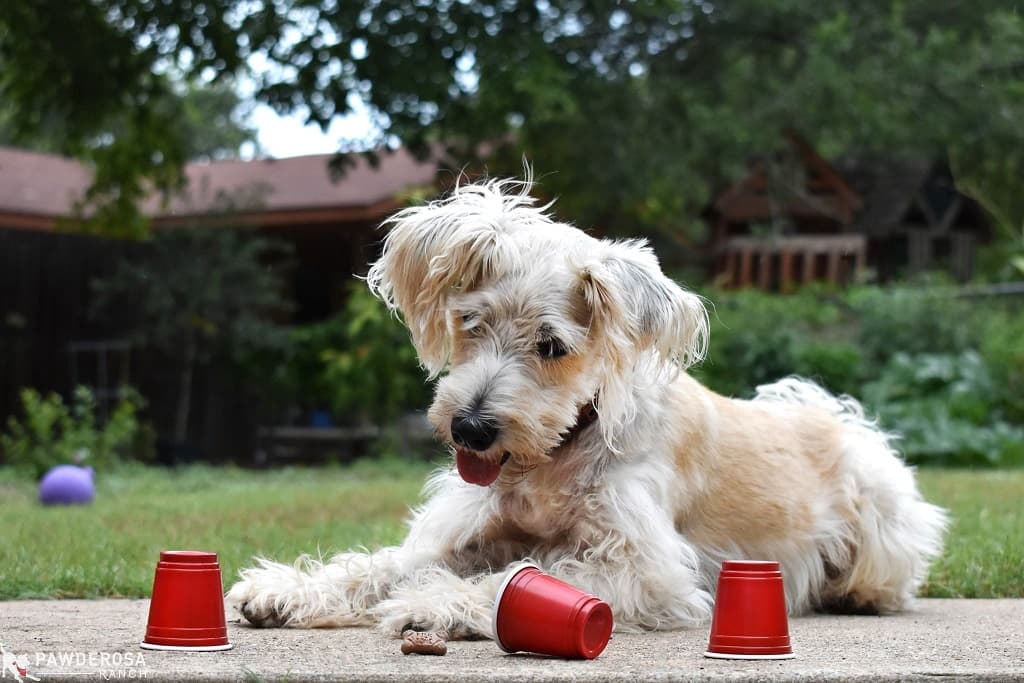 Juegos de olfato para perros 4 juego trilero perros