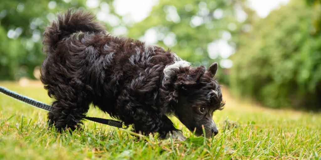 Juegos de olfato para perros 3 jugar con el perro a buscar