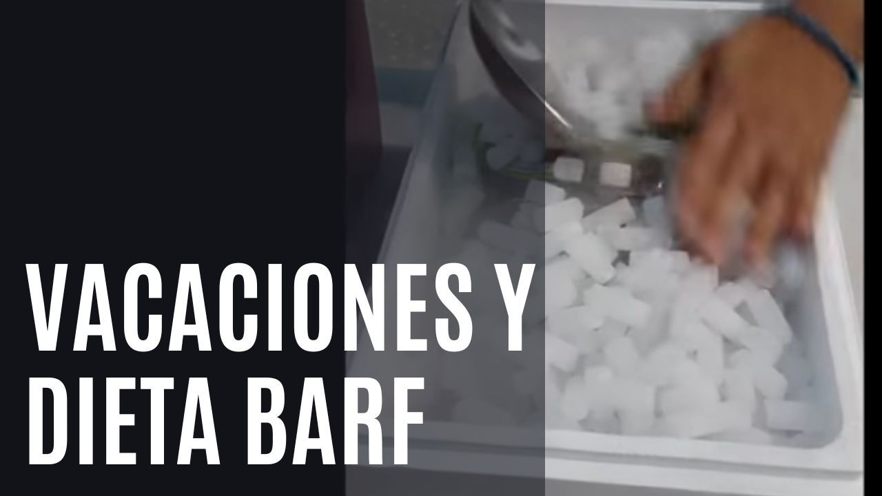 Dieta BARF durante las vacaciones de verano 1 dieta barf verano