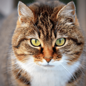 dieta gato enfermedad renal